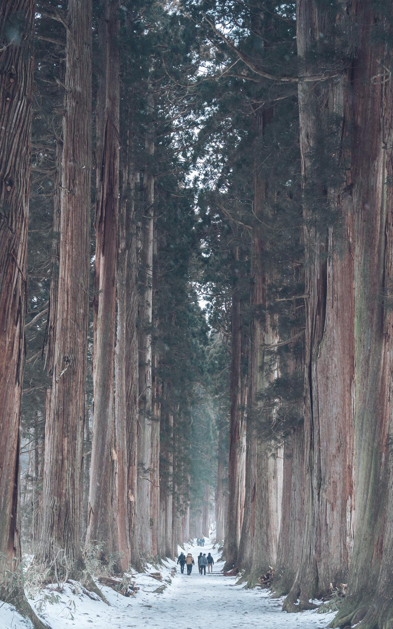 ⛩️ 이쿠시나 신사 (이쿠시나 진자) 이미지 4